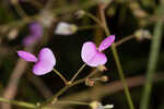 Pine barren ticktrefoil